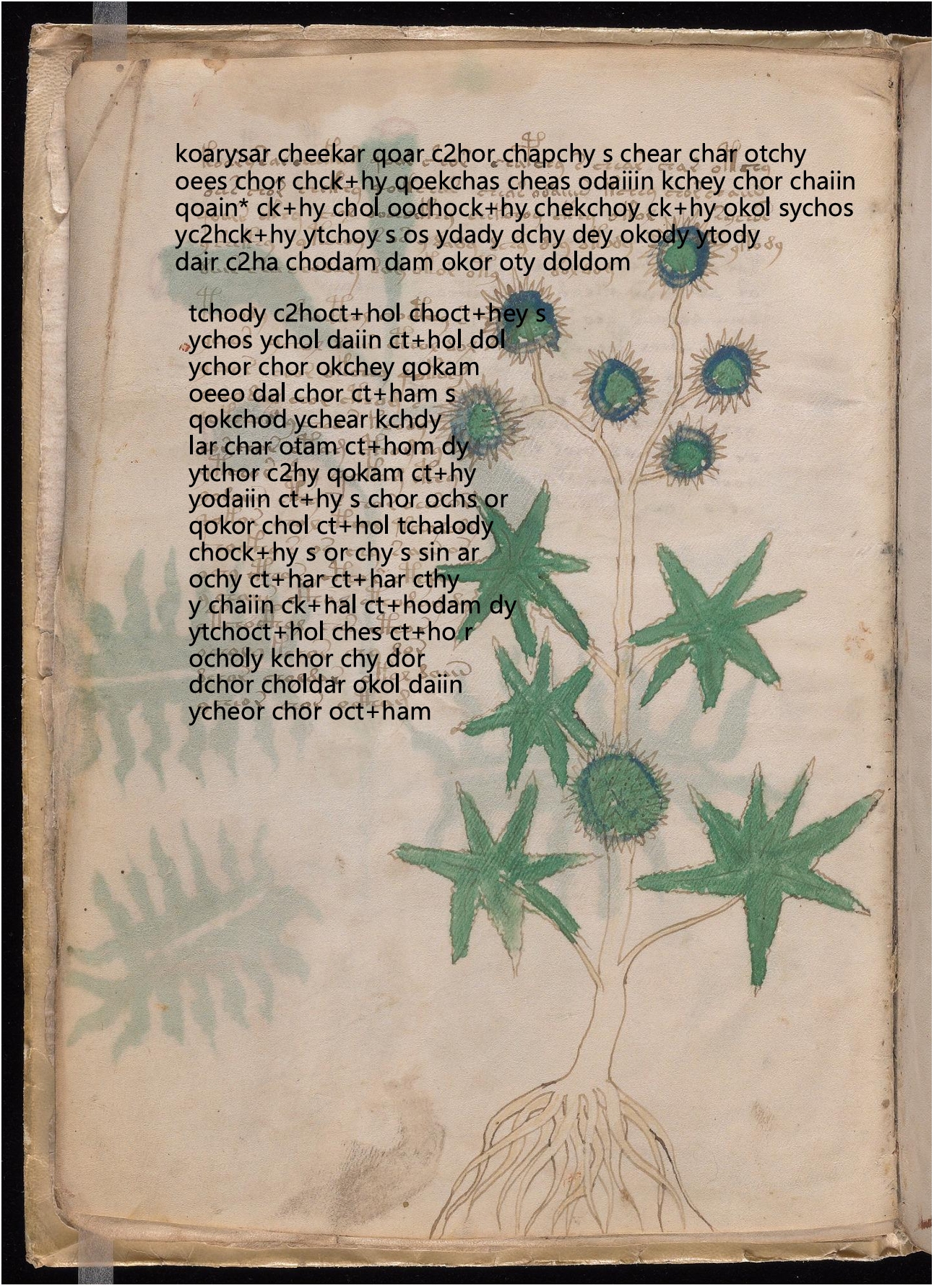 Folio 6v glyph overlay on parchment